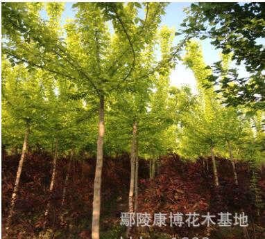 河南苗木復(fù)葉槭基地，批發(fā)工程綠化苗木