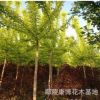 河南苗木復葉槭基地，批發工程綠化苗木
