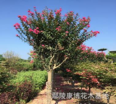 批發(fā)工程綠化苗木，小區(qū)綠化玫瑰紅紫薇