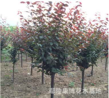 河南大型紅葉李基地，現(xiàn)處理一批1-15公分精品紅葉李
