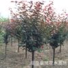 河南大型紅葉李基地，現處理一批1-15公分精品紅葉李