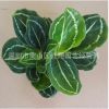綠美麗竹芋 綠墻植物室內耐陰小盆栽綠美麗竹芋
