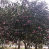 茶梅大樹(shù)