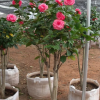 經(jīng)典茶花盆栽 情人節(jié)茶花