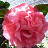 經(jīng)典品種 尼柯爾茶花