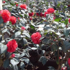 經(jīng)典茶花盆栽 帕克斯博士茶花