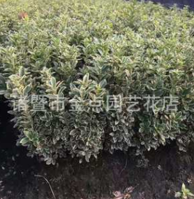 金邊黃楊 農(nóng)戶直銷(xiāo) 金邊黃楊毛柱子 小毛球 色塊 地被類(lèi) 大量批發(fā)