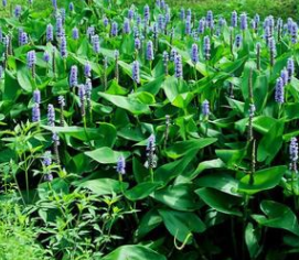 梭魚(yú)草 大量 批發(fā) 杭州蕭山 水生植 物 綠化 基地 筕菜