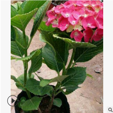 繡球八仙花 蕭山農(nóng)戶直銷(xiāo) 八仙花 月季花 品種齊全 大量批發(fā) 價(jià)優(yōu)