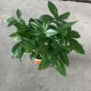 基地直銷 發財樹瓷盆 四季常青盆栽觀賞綠植室內裝飾盆栽
