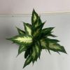 批發粉黛萬年青（90#） 桌面室內觀葉植物盆栽植物