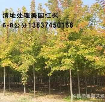 批發美國紅楓 美國紅楓價格 秋火焰樹苗