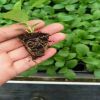 芭比琴葉榕小葉榕榕樹苗組培苗 基地種植批發 室內客廳觀葉小盆栽
