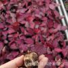 基地批發彩美麗竹芋苗組培觀葉植物吸甲醛防幅射耐擺放小盆栽