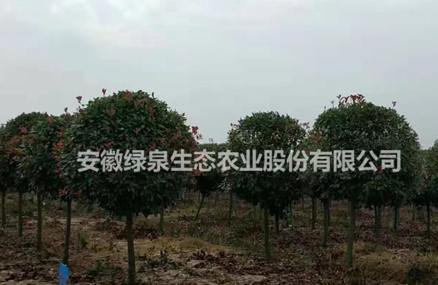 大小規格大量紅葉石楠出售基地