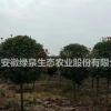 大小規格大量紅葉石楠出售基地