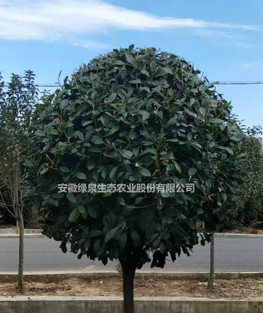 精品紅葉石楠出售