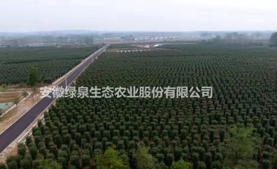 安徽萬畝紅葉石楠柱出售批發/供應