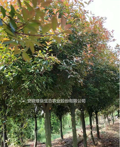安徽安徽大量紅葉石楠出售介紹/特征/用途