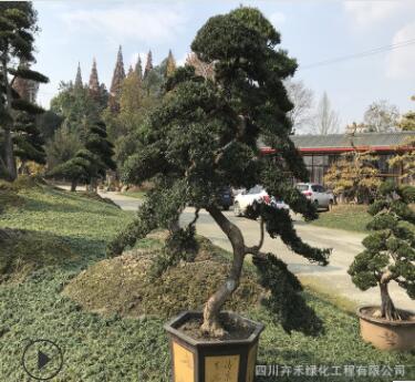 精品私家庭院花園屋頂觀賞植物金彈子，羅漢松盆景樁頭