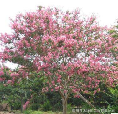基地供應各種規(guī)格行道樹庭院風景樹濕地綠化樹工地綠化優(yōu)質紫薇樹
