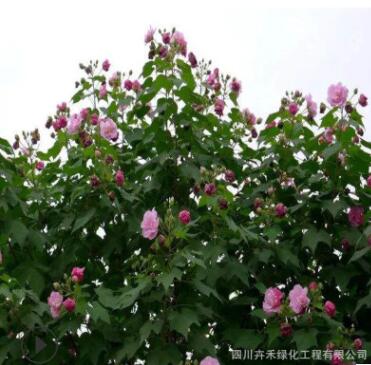 苗圃批發(fā)各種規(guī)格叢生獨桿木芙蓉庭院花園花壇風景樹防護樹綠化樹