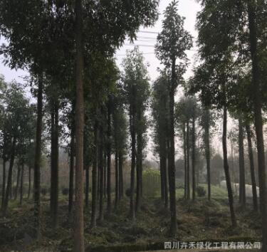 基地供應行道樹風景樹 庭蔭樹工地綠化喬木10cm-25cm優(yōu)質香樟