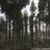 基地供應行道樹風景樹 庭蔭樹工地綠化喬木10cm-25cm優(yōu)質香樟