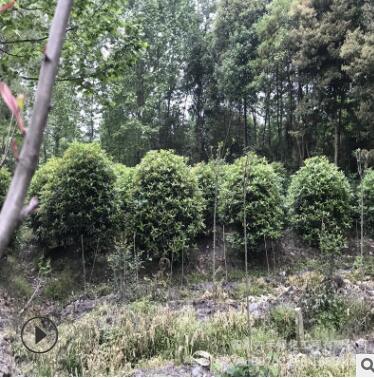 基地供應庭院景觀綠化灌叢苗各種規(guī)格精品八月桂桂花球龍桂桂花球