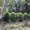基地供應庭院景觀綠化灌叢苗各種規(guī)格精品八月桂桂花球龍桂桂花球