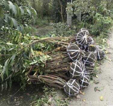 庭院花園花鏡灌叢 精品叢生臘梅風景臘梅可以盆栽臘梅花壇綠籬