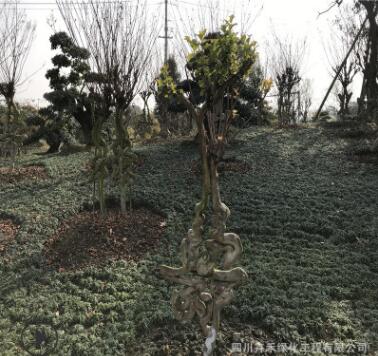 供應優(yōu)質庭院廣場花園綠化贈送朋友長輩佳品盆景紫薇工藝品藝術字