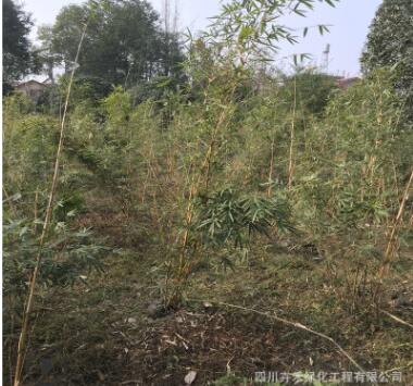 基地供應庭院水景綠籬灌叢花壇植物各種規(guī)格優(yōu)質琴絲竹
