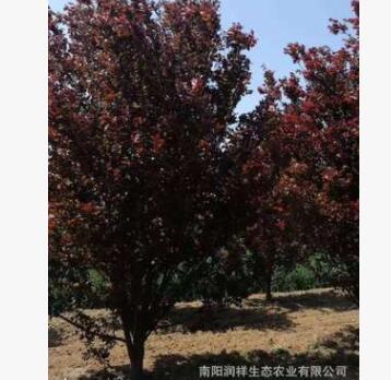 南陽叢生紅葉李 河南低分支紅葉李 紫葉李基地 重慶紅葉李 紫葉李