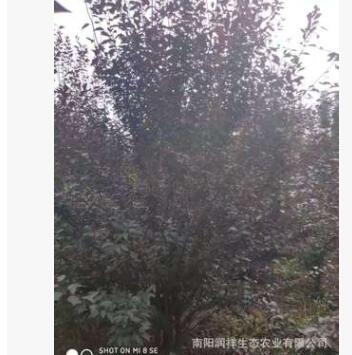 河南叢生紅葉李 河北低分支紅葉李 紫葉李基地 南陽紅葉李 紫葉李