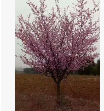 河南骨紅梅 南陽梅花 南陽美人梅基地 河南梅花紅梅基地