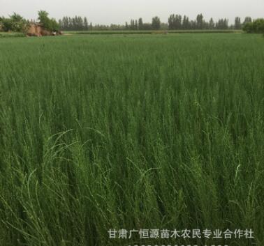 內蒙梭梭苗基地