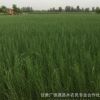 內蒙梭梭苗基地