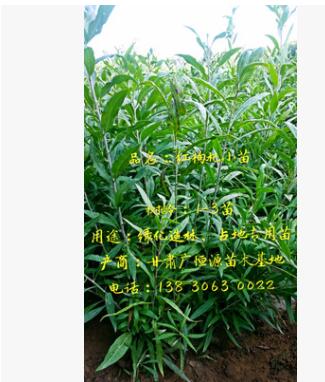 枸杞苗 一年生兩年生紅枸杞樹苗 生態治理綠化工程專用苗