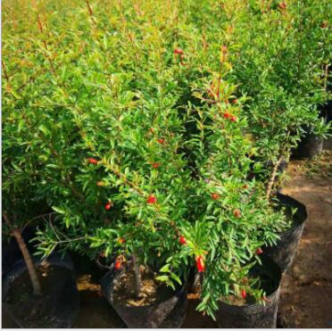 現貨基地批發紅石榴盆栽 庭院花卉盆景果實飽滿園林石榴盆景