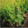 現貨基地批發紅石榴盆栽 庭院花卉盆景果實飽滿園林石榴盆景