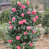 山茶花