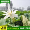 荷花種植基地供應(yīng)荷花種苗