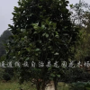 山茶