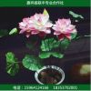 盆栽水生植物 園林綠化 荷花 盆栽荷花批發(fā)銷售成品