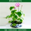 水生植物 盆栽荷花 園林植物 基地直銷價(jià)格便宜觀賞型荷花