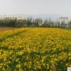 萱草苗基地批發綠化苗木色塊綠籬行道點綴四季常青量大從優萱草苗