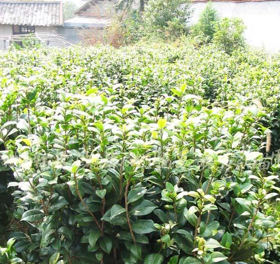 茶花