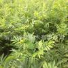 無患子樹苗園林綠化苗木色塊綠籬行道點綴四季常青量大從優無患子