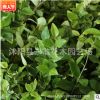 基地自產(chǎn)直銷胸徑5-10公分桃花心木地苗袋苗 福建漳州清場出售